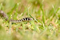25814 Hierophis viridiflavus (Biacco)